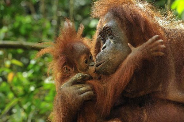 orang-utan--lake-toba-6-days
